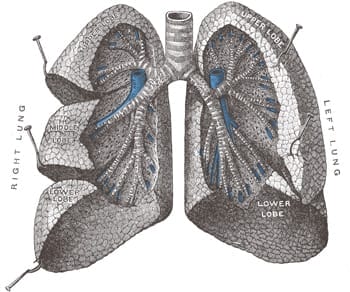 Medical illustration of human lungs labeled with lobes, symbolizing mesothelioma cases and legal rulings on autopsy rights.